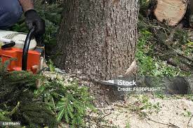 How Our Tree Care Process Works  in  Chadwicks, NY