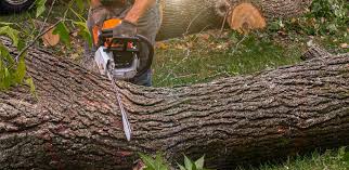 Trusted Chadwicks, NY Tree Services Experts