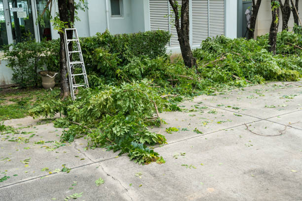 Best Tree Removal  in Chadwicks, NY